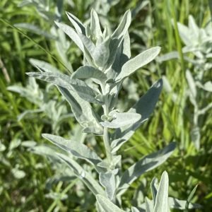 Prairie Sage Seeds
