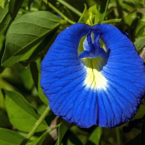 Butterfly Pea Flower Seeds