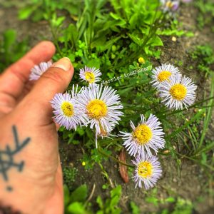 Pink Fleabane Seeds