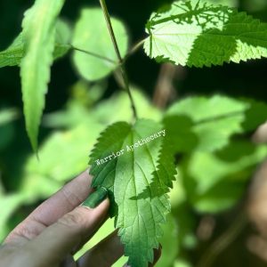 Stinging Nettle Seeds