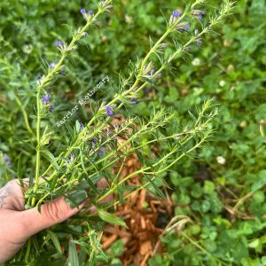 Hyssop Seeds