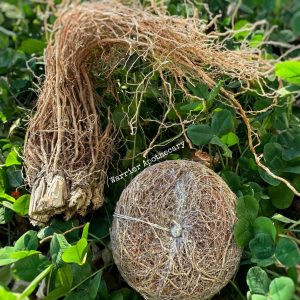 Vetiver Root Body Scrub