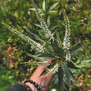 Culver's Root Seeds
