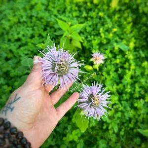 Bee Balm (Wild bergamot) Seeds