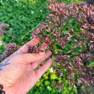 Joe Pyeweed Seeds