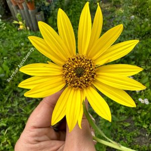 Native Sunflower Seeds