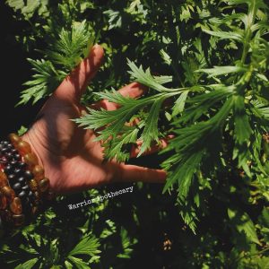 Mugwort Seeds