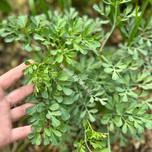 Rue Seeds
