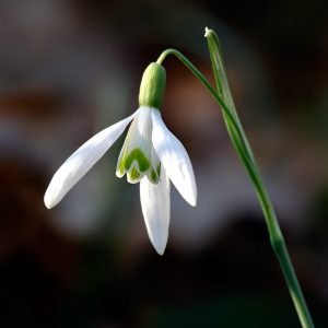 Snowdrop Seeds