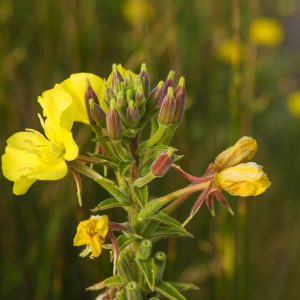 Native Evening Primrose Seeds