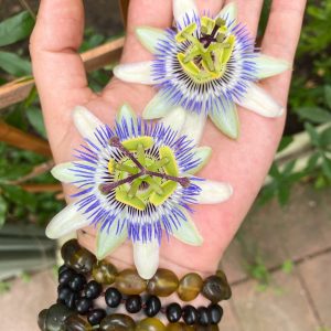 Native, Unique & Rare Herbs for the Home Apothecary