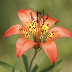 Wood Lily North American Native Plant Seeds