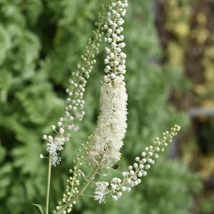 Black Cohosh North American Native Plant Seeds