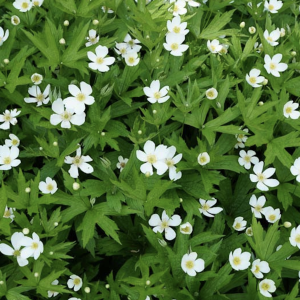 Canada Anemone North American Plant Seeds