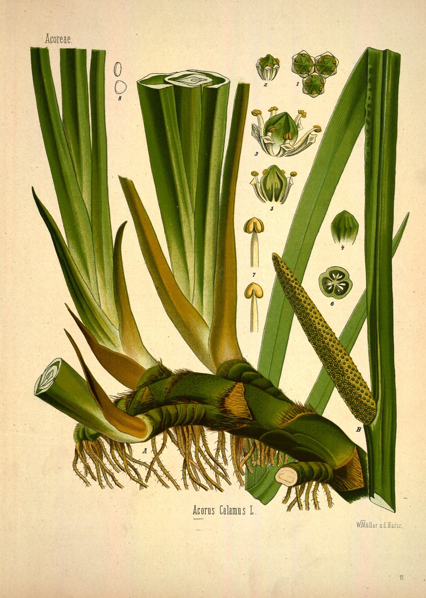 Sweet Flag Calamus Seeds North American Native Plant - Image 2